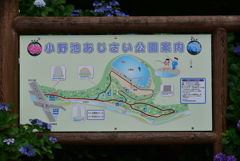 小野池あじさい公園にて⑥