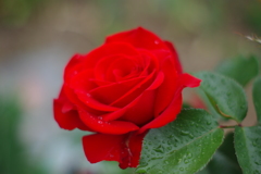 お花 21
