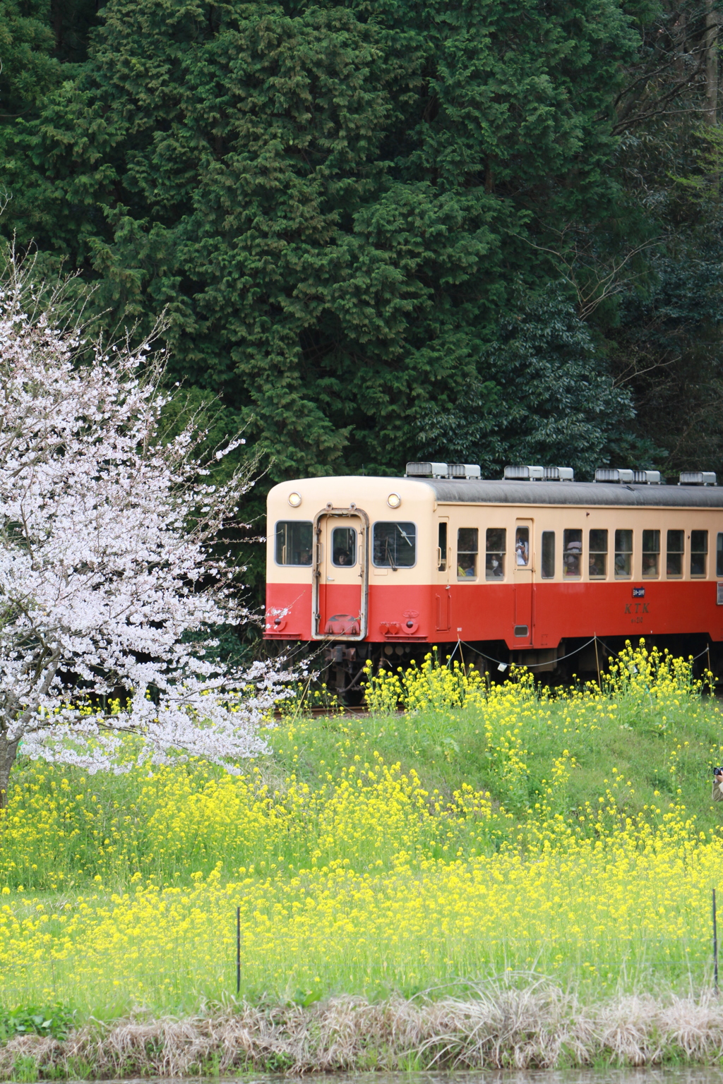 桜キハ200系⑥