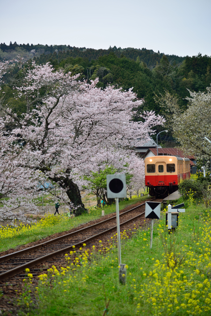 桜キハ200系①