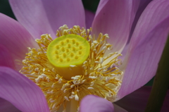 2011伊佐沼の蓮 01