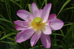 2011伊佐沼の蓮 04