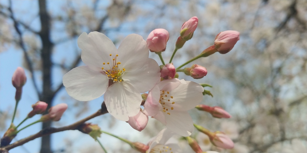 川越市伊佐沼公園の桜⑭