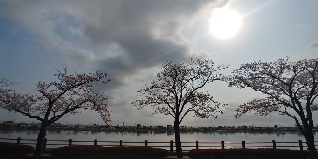 川越市伊佐沼公園の桜④