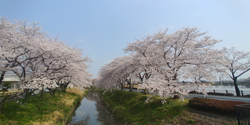 川越市伊佐沼公園の桜㉛