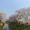 川越市伊佐沼公園の桜㉛