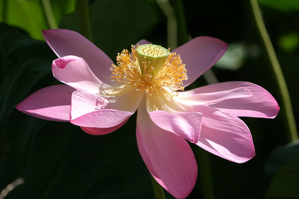 2011伊佐沼の蓮 09