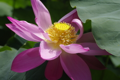 2011伊佐沼の蓮 06