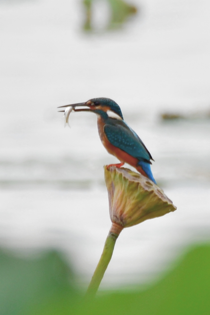 伊佐沼　カワセミ　初撮影②