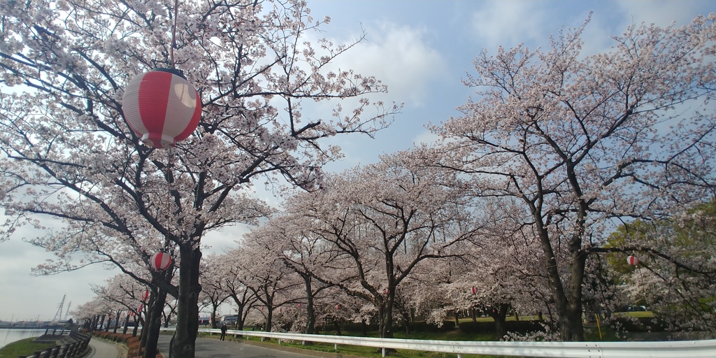 川越市伊佐沼公園の桜㉜