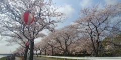 川越市伊佐沼公園の桜㉜