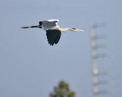 川越伊佐沼　野鳥　①