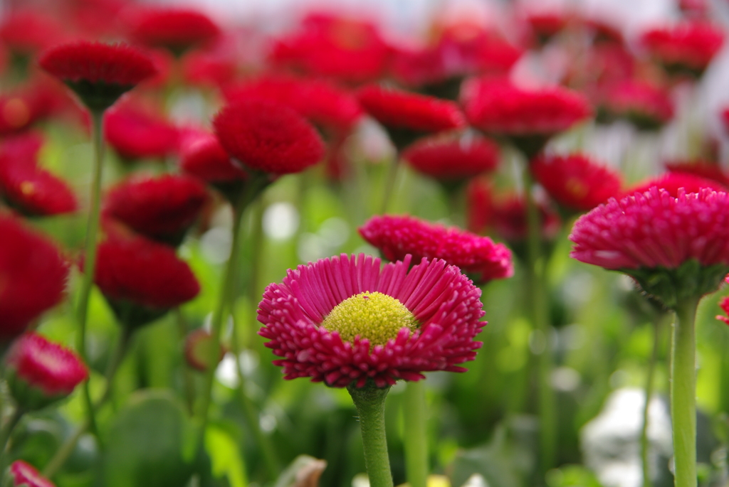 お花 03