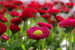 お花 03