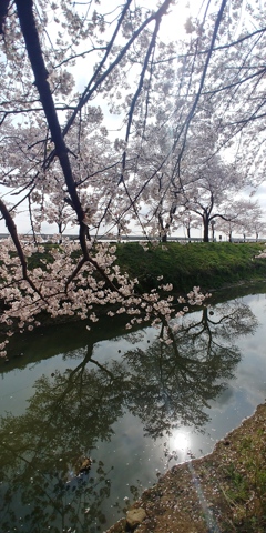 川越市伊佐沼公園の桜㉗