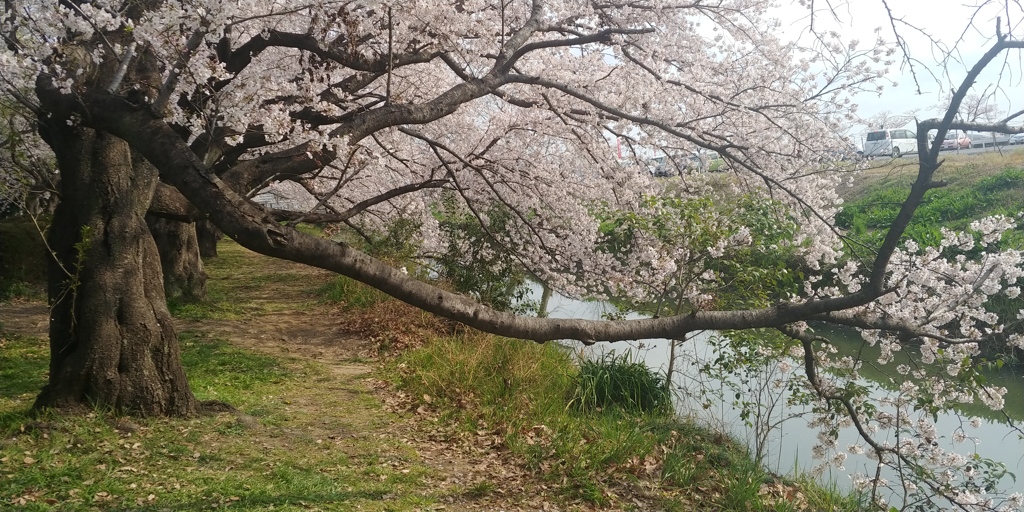 川越市伊佐沼公園の桜⑯