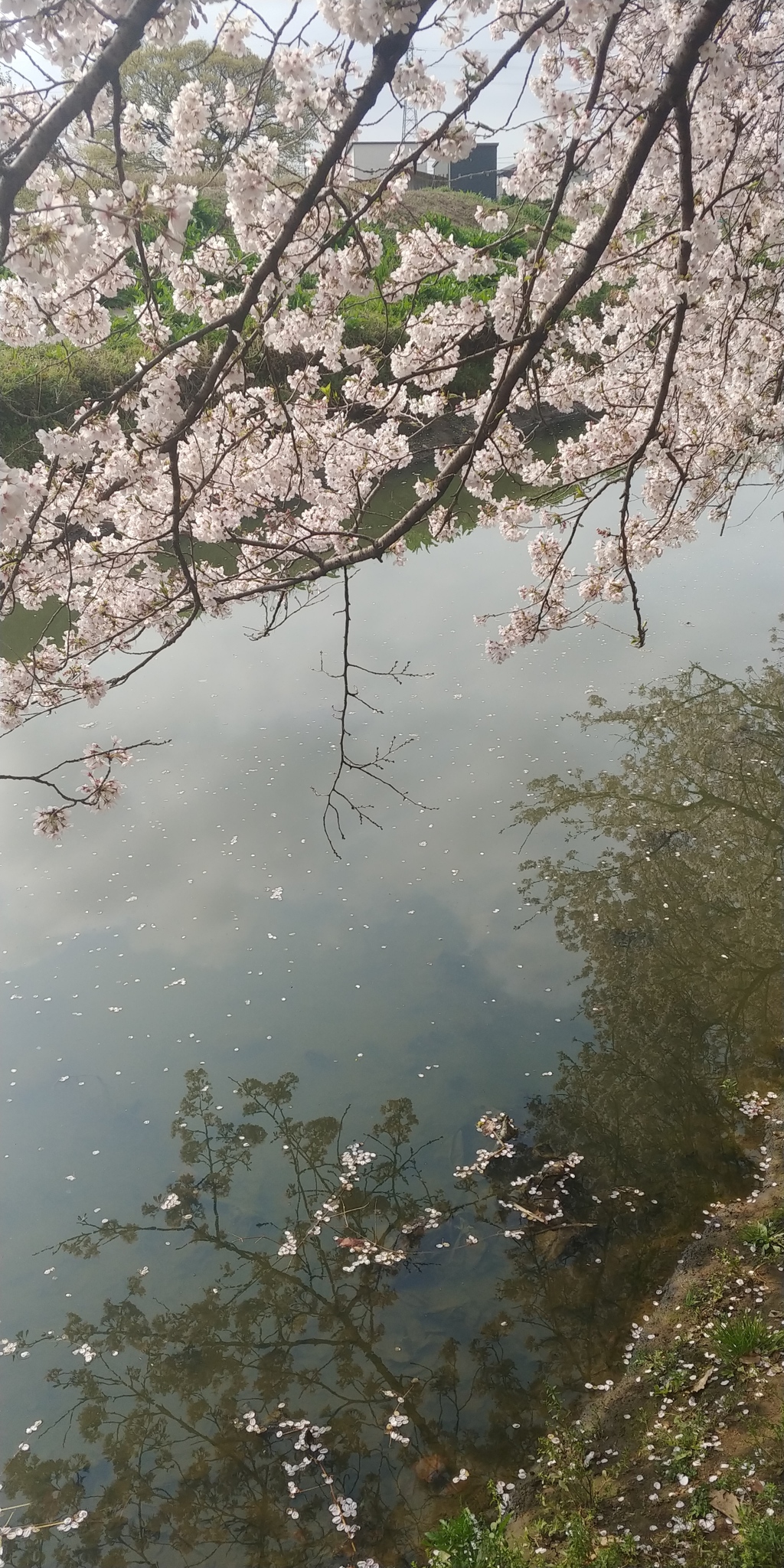 川越市伊佐沼公園の桜⑪