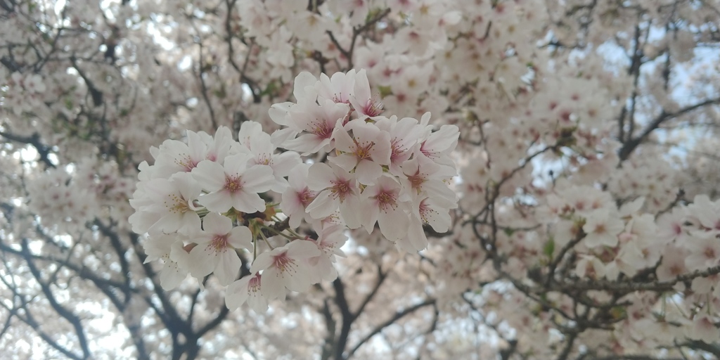 川越市伊佐沼公園の桜⑩