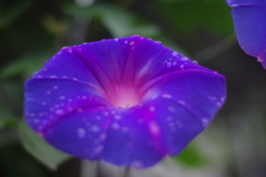 お花 27