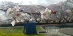 川越市伊佐沼公園の桜㉓
