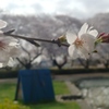 川越市伊佐沼公園の桜㉓