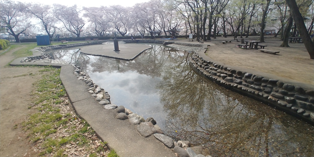 川越市伊佐沼公園の桜㉑