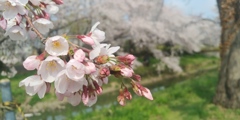 川越市伊佐沼公園の桜㉞