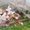 川越市伊佐沼公園の桜㉞