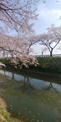 川越市伊佐沼公園の桜㉖