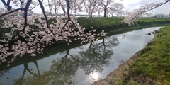 川越市伊佐沼公園の桜㉘