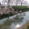 川越市伊佐沼公園の桜㉘