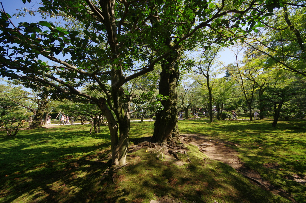 兼六園①