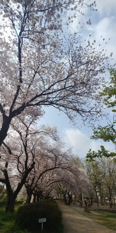 川越市伊佐沼公園の桜⑦