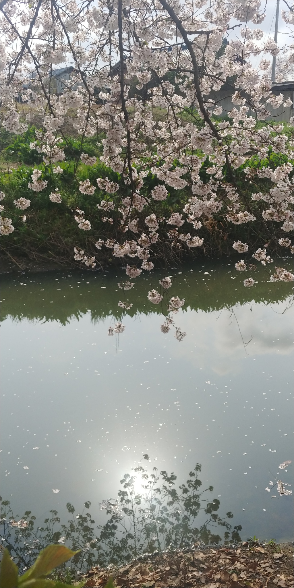 川越市伊佐沼公園の桜⑬