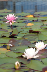 Last  lotuses