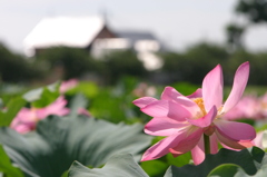 2011伊佐沼の蓮 10