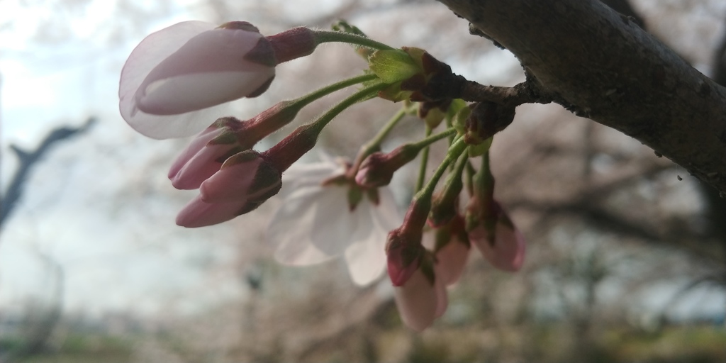 川越市伊佐沼公園の桜⑮