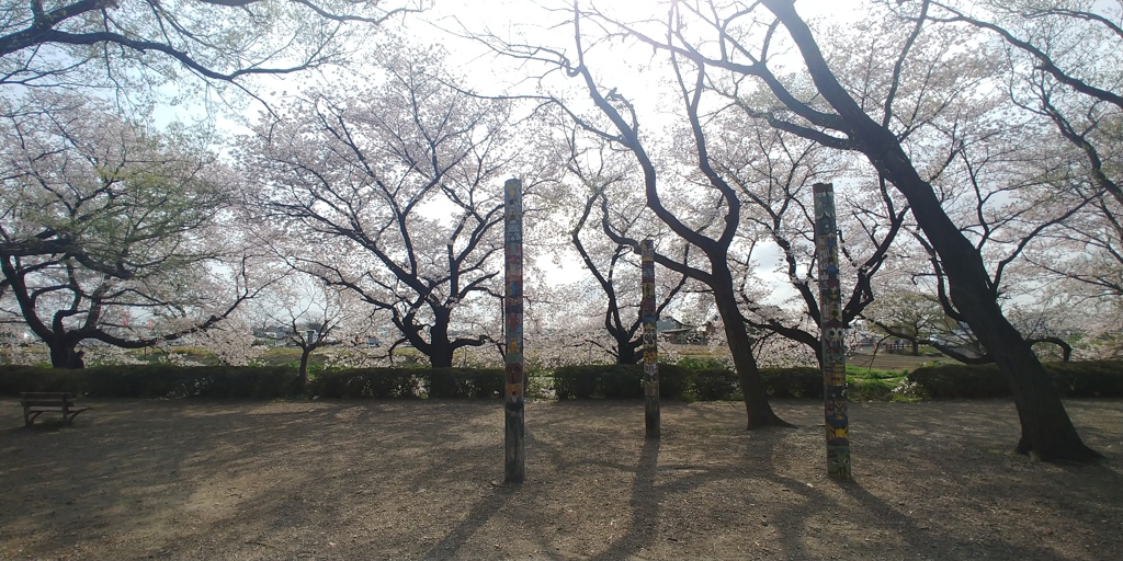 川越市伊佐沼公園の桜⑰