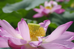 2011伊佐沼の蓮 05