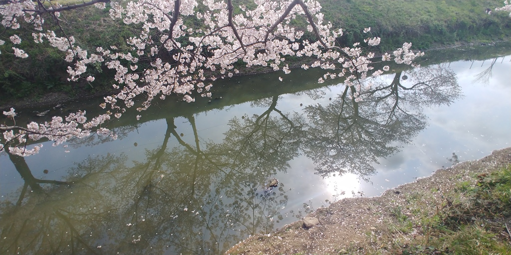 川越市伊佐沼公園の桜㉙