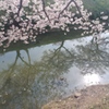 川越市伊佐沼公園の桜㉙