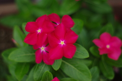 お花 22