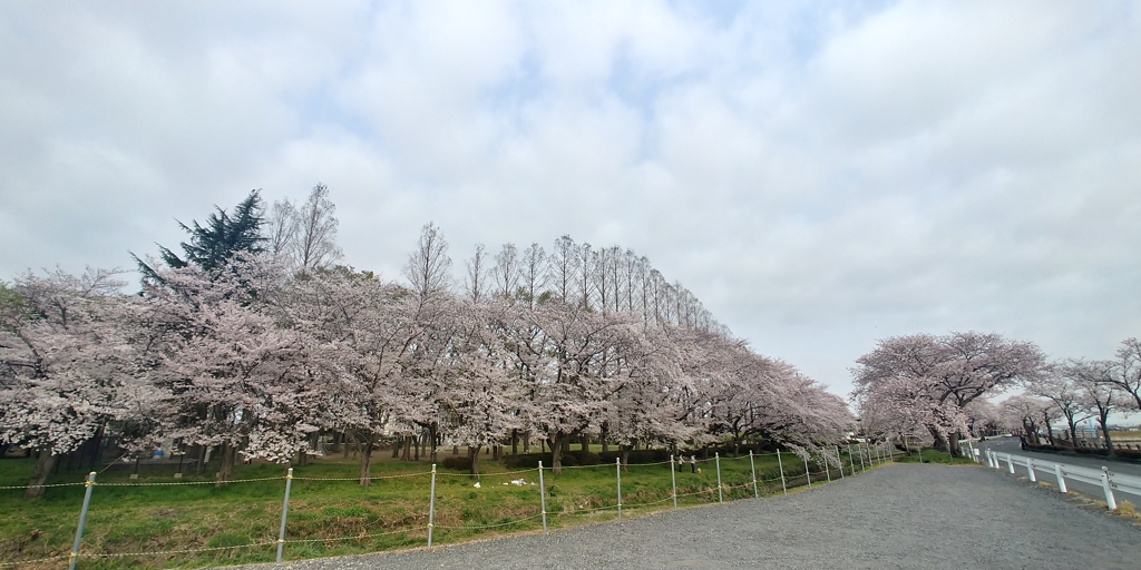 川越市伊佐沼公園の桜①