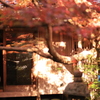 秋の京都で