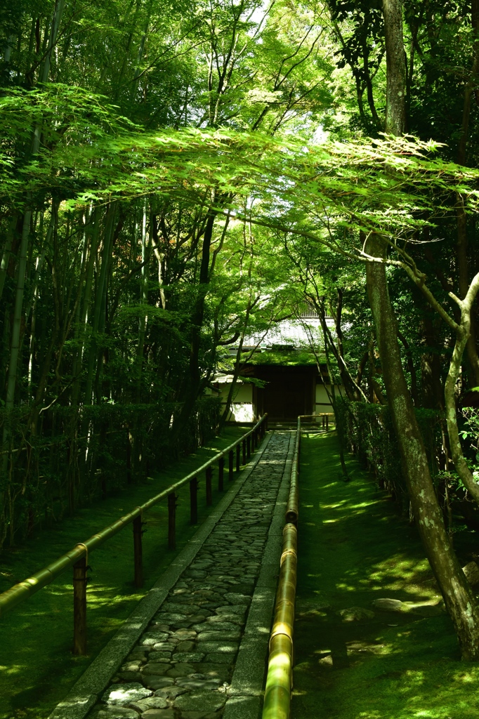 高桐院1