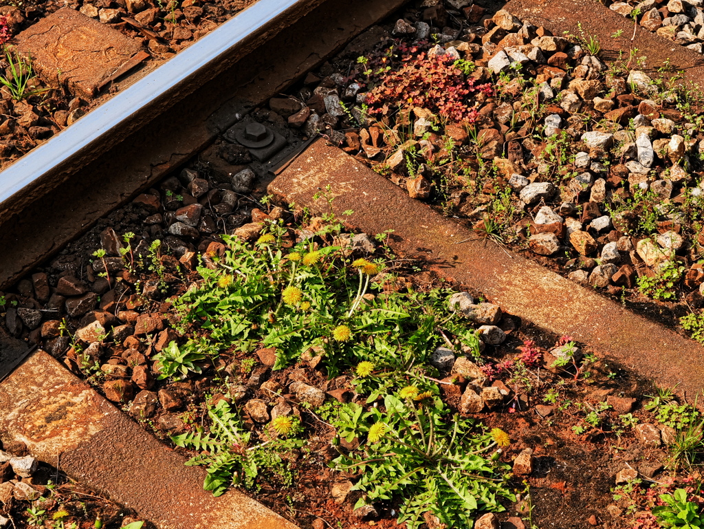 都電荒川線　学習院下駅のタンポポ