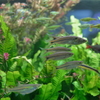 悩みのない魚たち・その2