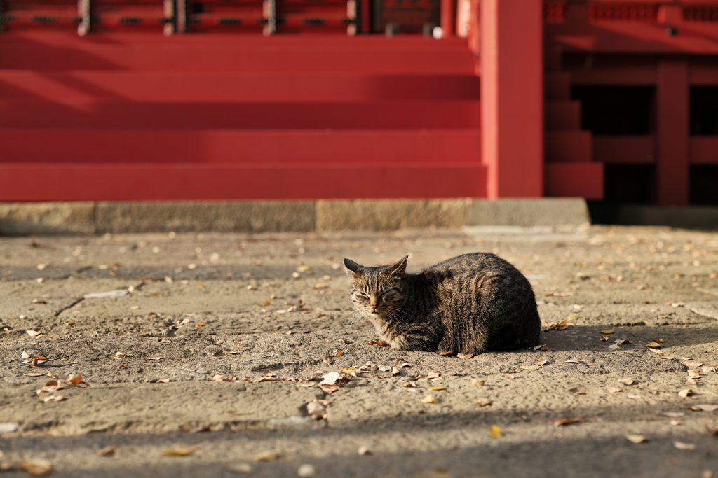 三芳野神社の猫様