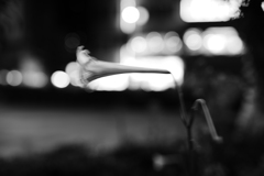 夜中の揺蕩う幻と