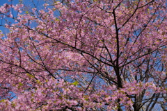 河津桜